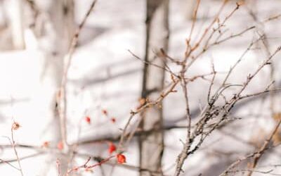 The agony of loss: Out-of-control wildfires