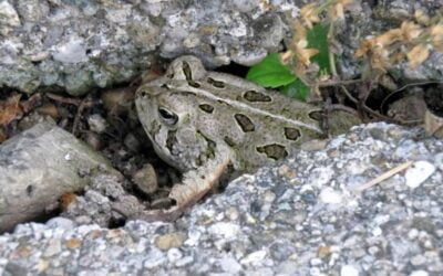 Free Willie: The Toad Not Taken