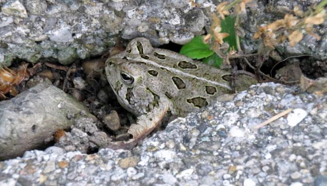 Free Willie: The Toad Not Taken