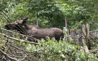 Duck Moose is back and in his good place