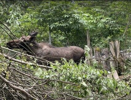 Duck Moose is back and in his good place