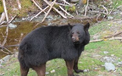 Good news bears: Vote for your favorite chunky hunky