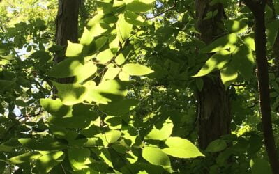 In praise of a lone elm