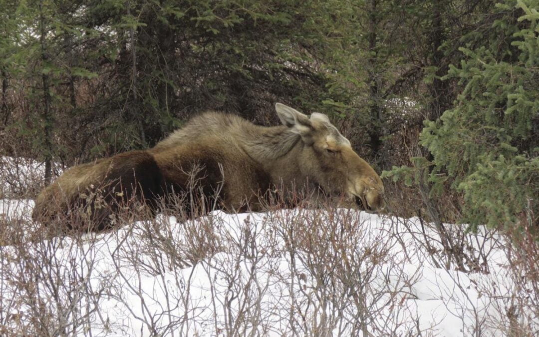 What’s in your fenced yard?