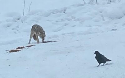 George Pestriakoff:  President Warren G. Harding pardoned him after a murder conviction