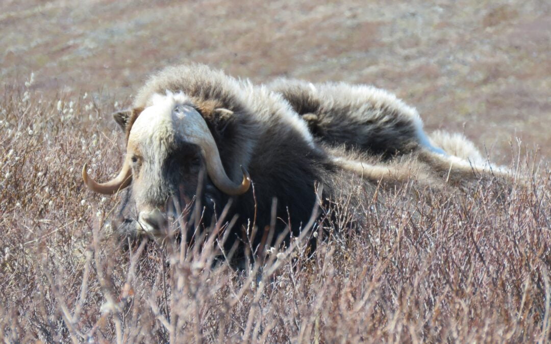 Nome for the holidays: A Travel Review