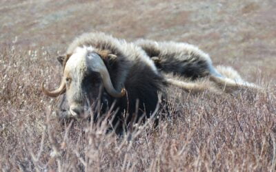 Nome for the holidays: A Travel Review