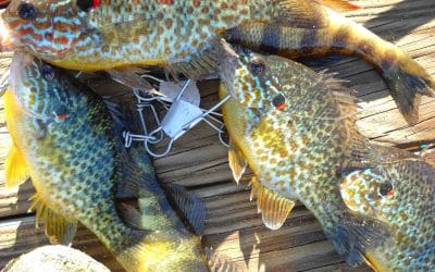 Swimming in That Big Toilet Bowl in the Sky