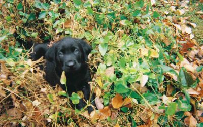 Casey Dog the wonder