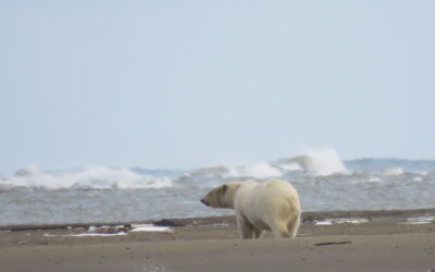 Polar Attraction: A Bear-Watching Trip to Utqiagvik