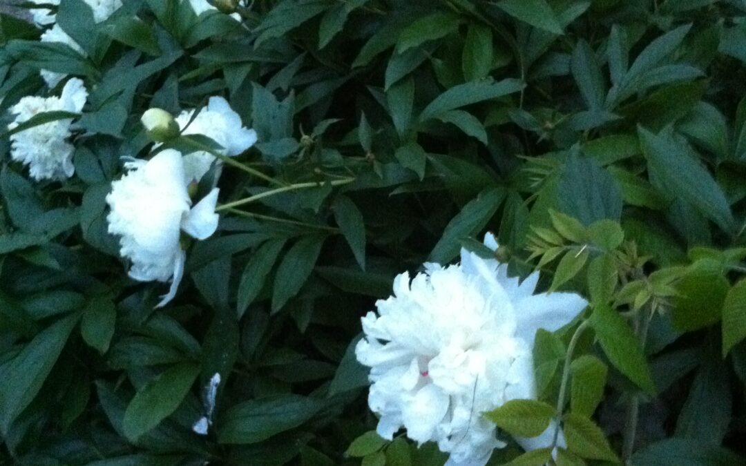 Poem: A Prayer for Alex Pretti