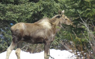 A travel review of Denali National Park