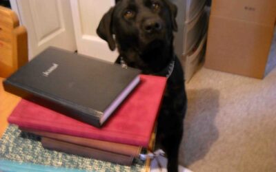 Casey Dog’s Story