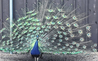 The Great Greenville Peacock Plumage Caper